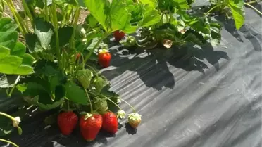 Ekinözü'nde Çilek Yetiştiriciliği Gelişiyor