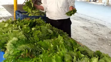 Şarköy Asma Yaprağı Tezgahta