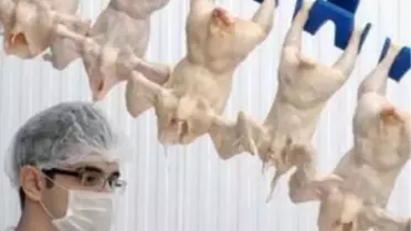 Şeker Piliç, İlk Civcivleri Çiftliklere Yerleştirmeye Başladı