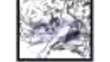 Sergotina Calvino Kitabı