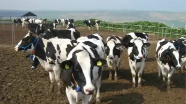 Çankırı'daki Hayvanı Sayısı Belirlendi