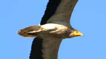 Akbaba, Dünyanın Yarıçapı Kadar Yol Katetti
