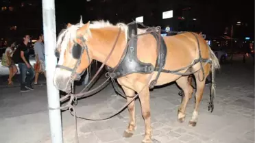 Faytonun Ürken Atları Kordon'u Birbirine Kattı