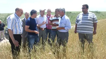 Buğday Tarlaları Bambul Böceği Tehlikesi Altında