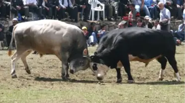 Marant Boğa Güreşleri Yapıldı
