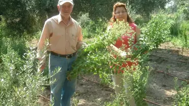 Burhaniye'de Stevia Bitkisi Büyük İlgi Gördü