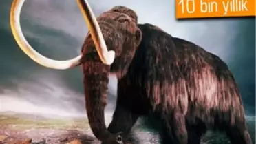 10 Bin Yıllık Fosilden Mamut Klonlanacak