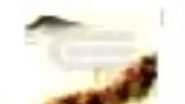 Kızıl Darı Tarlaları Kitabı