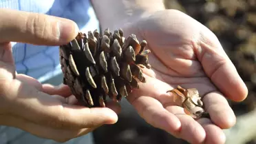 Yanan Alanlar İçin Tonlarca Tohum Üretiyorlar