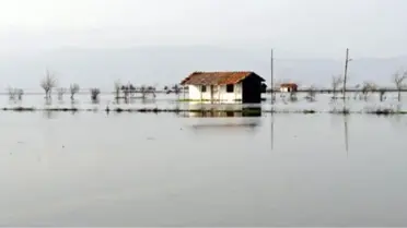 Almanya'da Sel