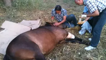 Yaralanan Atın Ölümü Kuşadası'nı Karıştırdı