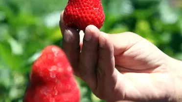Ahlat'ta Çilek Hasadı Başladı
