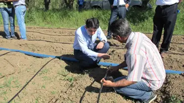 Bingöl'de Çilek Yetiştiriciliği