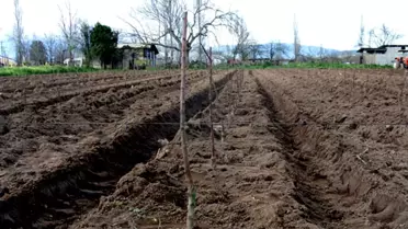 Sertifikalı Fidan Desteğinden Faydalanmak İsteyen Üreticilere Uyarı