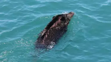 Yaban Domuzunun Deniz Keyfi