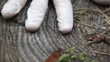 Komando Böcekler Görev Başında