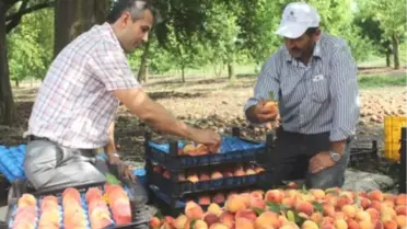 Çarşamba'da Şeftali Verimini Artırma Çalışmaları
