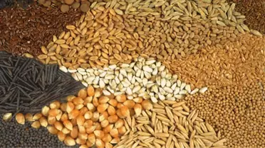 Ankaralı Çiftçilere 13 Çeşit Hububat Tohumu Tanıtıldı
