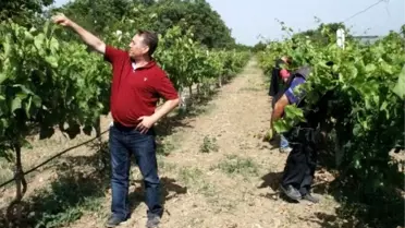 (Özel Haber) Meşhur Havran Üzümleri Geri Dönüyor