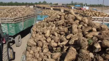 Afyonkarahisar'da Pancar Üreticisine Avans Müjdesi