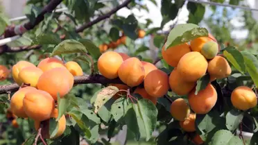 Kayısı Bahçesi'nde Sezon Açılışı