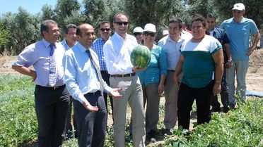 Didim'de 3 Çiftçi Örtü Altı Kapruz Yetiştirdi