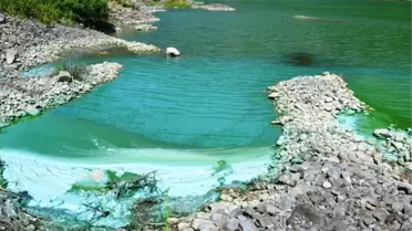 Ayvacıkta Yeşil Alg Patlaması