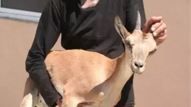 Yaralı Dağ Keçisi Tedavi Altına Alındı