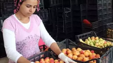 Iğdır'dan 200 Ton Kayısı İhraç Ediliyor