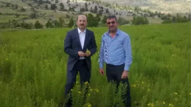 Öztiryaki, Çekirge İstilasına Uğrayan İlçelerde İncelemelerde Bulundu