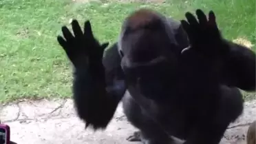 Tepesi Atan Gorilin İntikamı