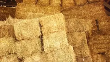 Buğdayın Tanesi Gibi Samanı da Değerli