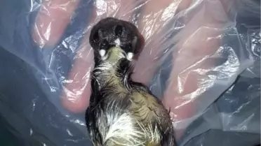 Nusaybin'de 2 Gagalı 3 Gözlü Civciv Doğdu