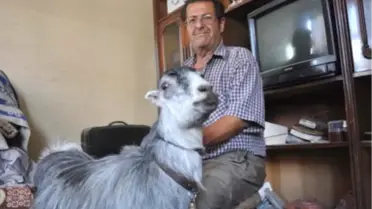 Keçisi 'Mercan' Can Yoldaşı Oldu