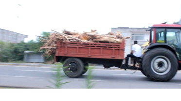 Denize Tonlarca Odun ve Kütük Yığıldı