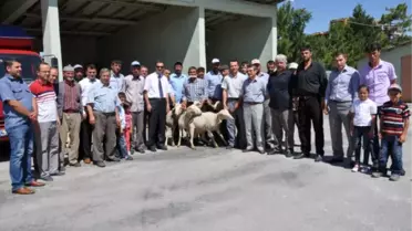 Kütahya'da Damızlık Koç Dağıtımı
