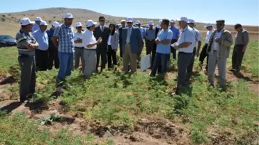 'Kütahya'da Nohut Tarımı Geliştirilmeli'