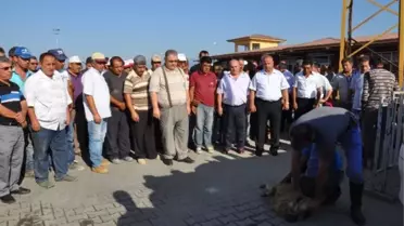 Ölümden Dönen 4 İşçi İçin Kurban Kesildi