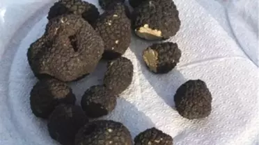 Ormanların Bilinmeyen Zenginliği: Trüf Mantarı