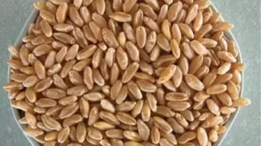 Elbistan'da Buğday Satışı