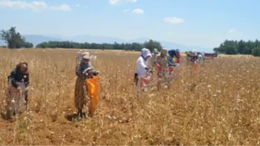 'Afyon' Hasadı Başladı