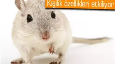Uzun Yaşamın Sırrı Bulundu