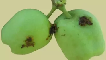 Karaman'da Elma Üreticileri, İç Kurdu Zararlısına Karşı Uyarıldı