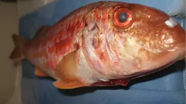 Fiyatı Altınla Yarışan Balık