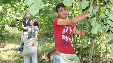 Fındık İşçilerine Ödenecek Asgari Ücretler Belirlendi