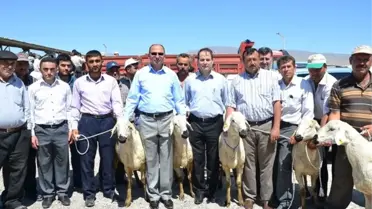 Niğde'de Damızlık Akkaraman Koç Dağıtıldı