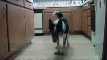 'Oscar' ödüllü köpek Jumpy