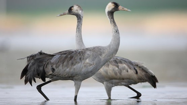 Turnalar Koruma Altına Alınıyor