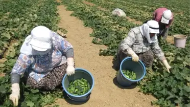 Turşuluk Salatalık, Üreticinin Alternatif Can Simidi Oldu