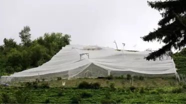 6 Dönüm Tarlanın Üzerini Ağla Örttü